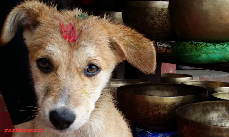 Kleiner Hund in Boudha