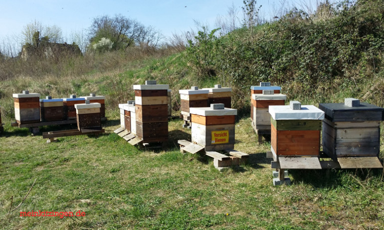 Einzige Nutzung des Deusterareals sind bisher Bienenstöcke