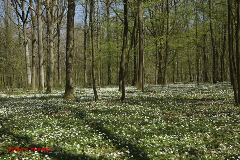 Waldmeister im Wald