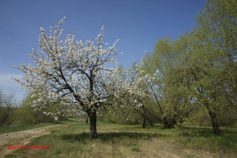 Wilder Apfelbaum