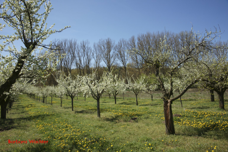 Frühling Obstbäume