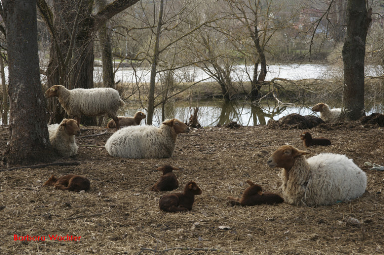 Schafe am Mainufer