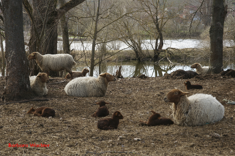 Schafe am Mainufer